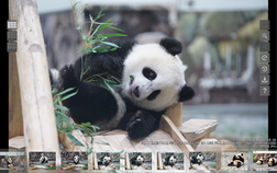 フォトビューワー（パンダ例）