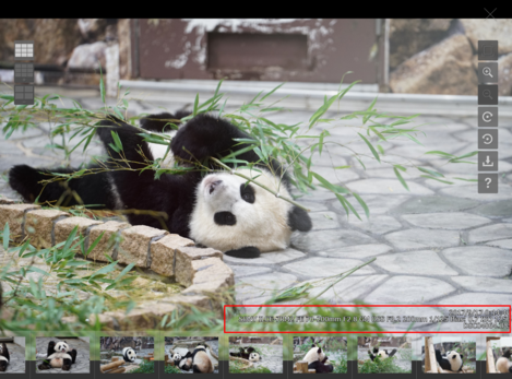 画像情報表示エリア（パンダ）
